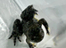 Yellow bellied toad froglets