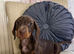 Miniature Dachshund puppies