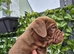QUALITY ATHLETIC MASTIFF PUPS