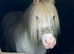 13&rsquo;1 - 17yo - mare