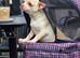 Cream Female Chihuahua