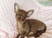Tiny Stunningly Beautiful Solid Lilac Chihuahua Girl