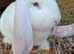 Pure bred vaccinated french lops