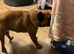 Just over 1 year old Micro French Bulldog for sale.