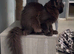 Title Beautiful maine coon girl in need new home