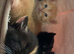5 Gorgeous BSH x Scottish Straight Kittens