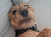 Jack Russell cross patterdale female