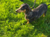 Miniature Dachshund