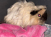 Female guinea pig