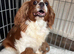 Ruby King Charles Cavalier Health Tested