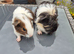 Baby Female Guinea Pigs Sheltie & Smooth Coats