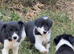 Border Collie Puppies - Working Parents - Black and White - Male and Female