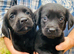 Cockerdor / Cockador Puppies