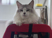 Stunning Male Maine Coon Active Registered Tica