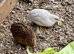 Chinese painted Quail