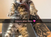 Silver Tabby & Brown Tabby Kittens