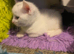 Male pure white kitten