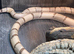 Adult Ghost Honduran at Birmingham Reptiles