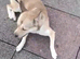 Girl dog