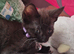 3 x brees kitten