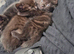 Beautiful Kittens Looking for Their Forever Homes