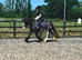 Lovely family pony