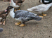 MUSCOVEY DUCKS