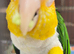 Stunning white-belied caique parrot