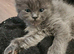 Beautiful Ragdoll & Chinchilla kittens