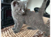 british blue kittens