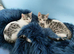 Velcro Silver Rossetes Parti Bengal Kittens