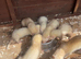 Ferrets Kits for sale