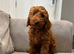 Cavapoo F1b