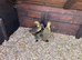 Runner Ducks and Call duck
