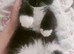 Male kitten