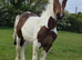 Yearling filly