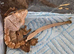 Baby crested geckos
