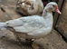 Muscovy ducks females