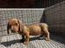 Miniature Dachshunds for sale