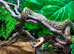 Madagascan Tree Boas at Birmingham Reptiles