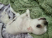 Korean Maltese boy for sale