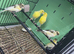 5 Canaries for sale