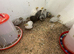 Button quail