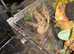 Female Trinidad chevron / p Cambridgei