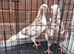 Young beautiful birds