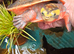 Pink Bellied Sideneck Turtle For Sale