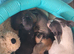KC CHIHUAHUA! LAST BOY READY NOW!