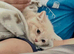 british short hair (Emergency rehoming)