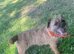Border terrier bitch