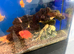 Blood parrots / silver dollars xl common plec